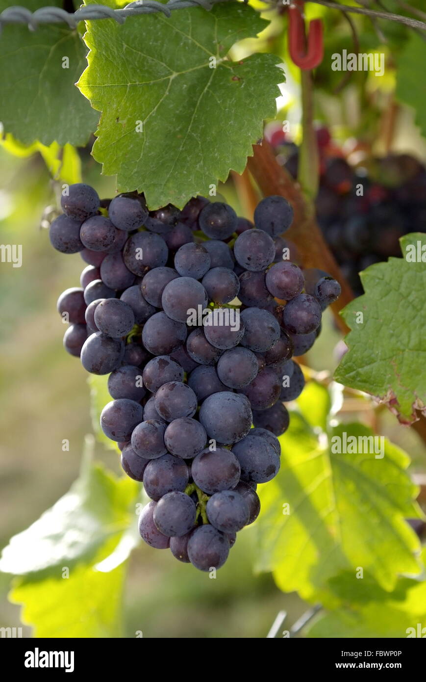 Bunches of grapes Stock Photo