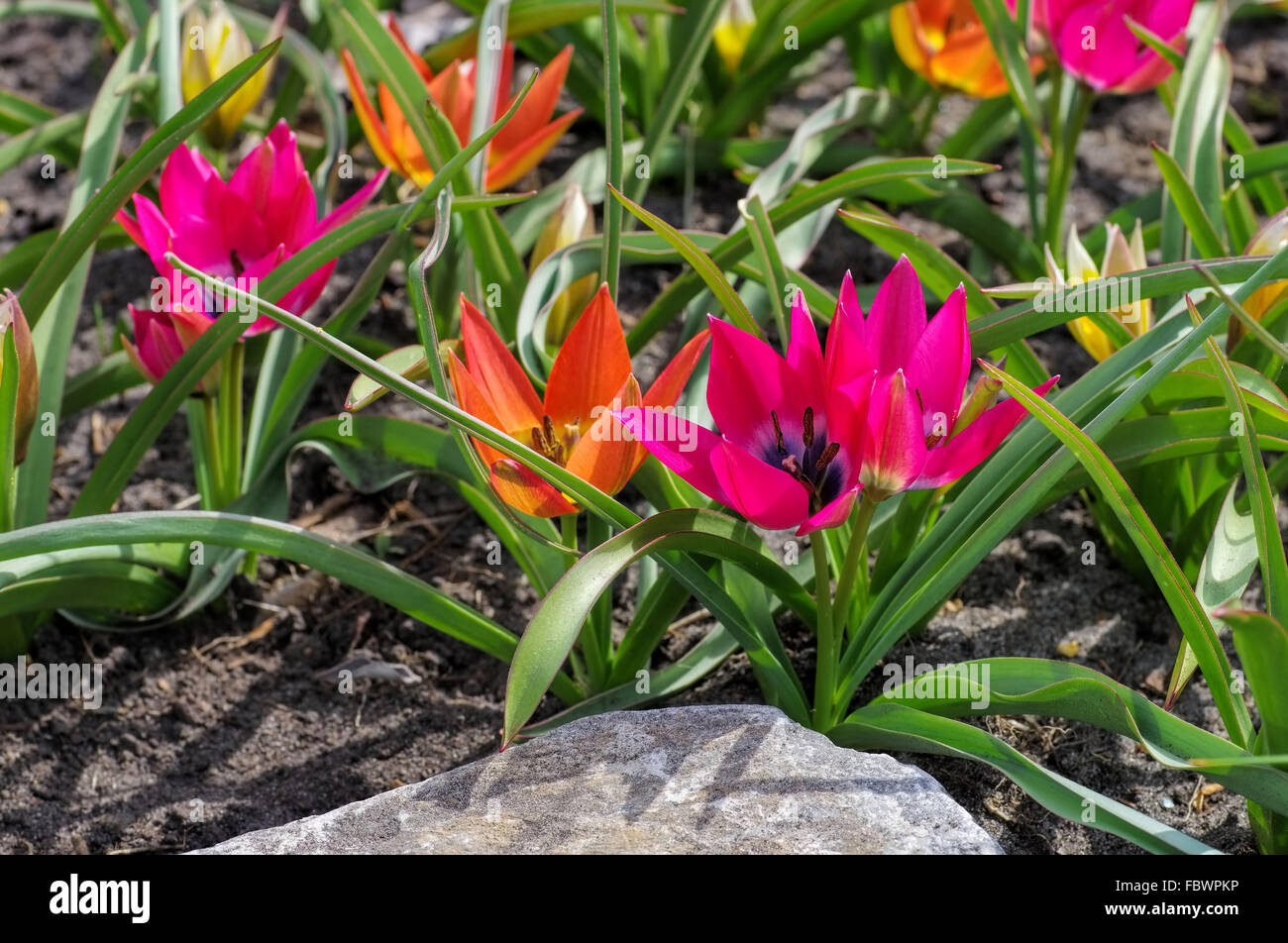 Wildtulpe little beauty und hageri splendens   - wild tulip little beauty and hageri splendens Stock Photo