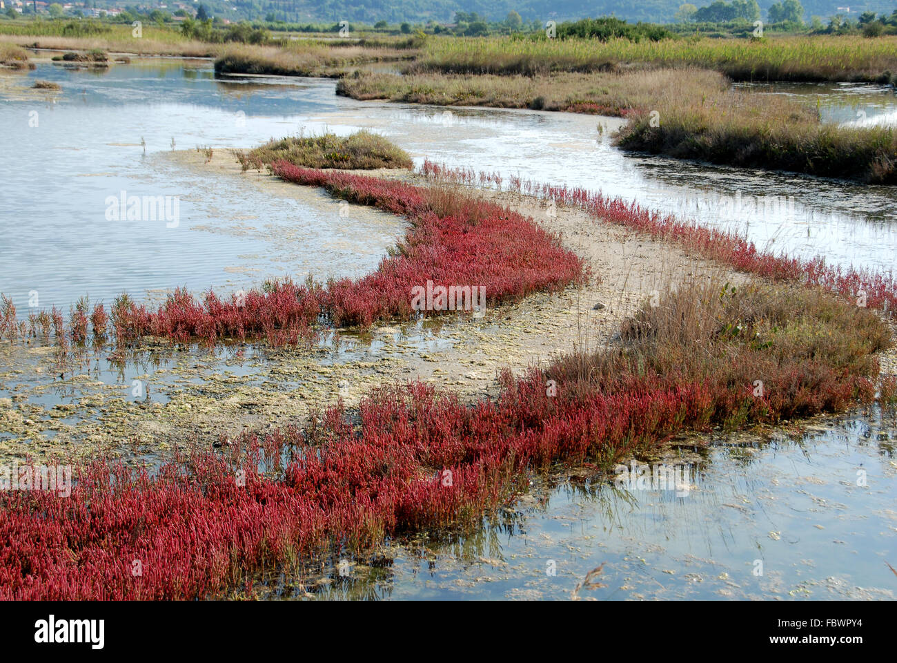 Brackish marsh landscape Stock Photo - Alamy
