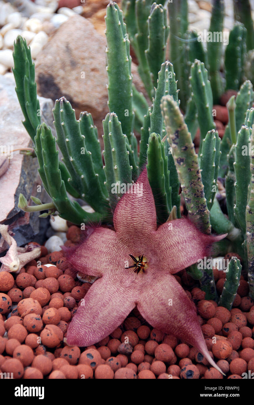 Stapelia hi-res stock photography and images - Alamy