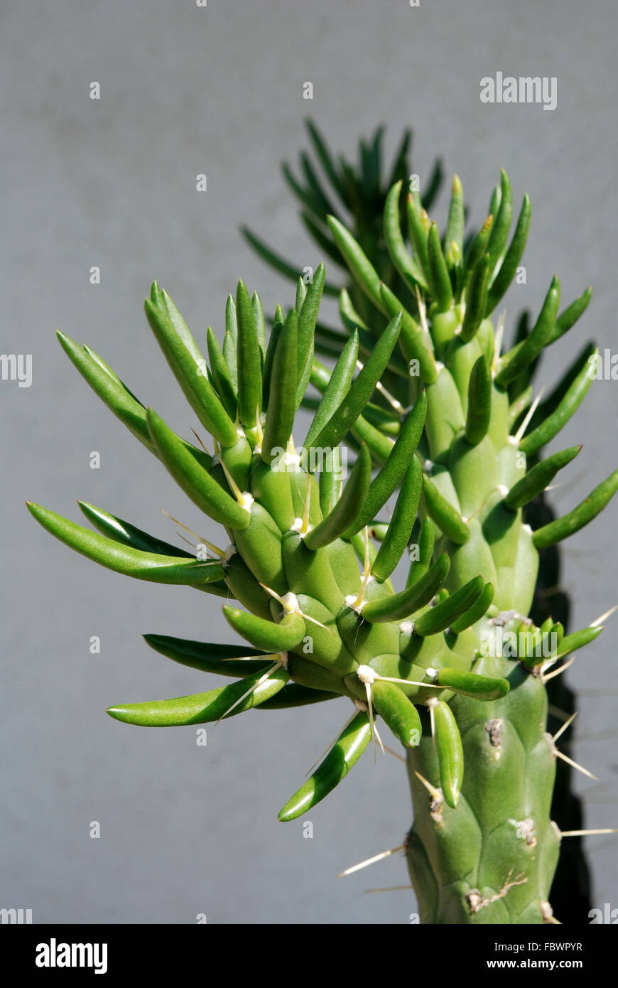 Opuntia subulata Stock Photo