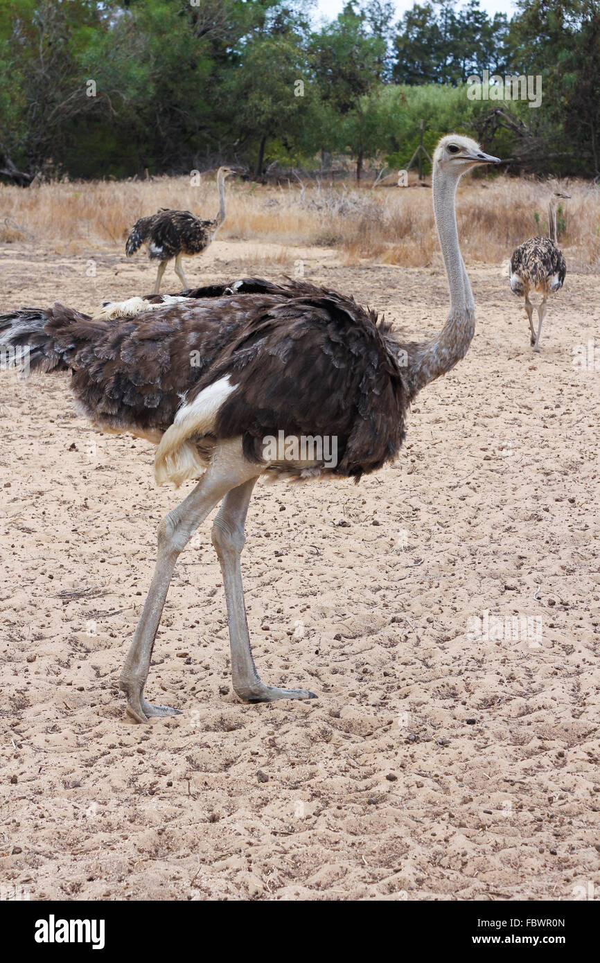 Full body shot of an Ostrich Stock Photo