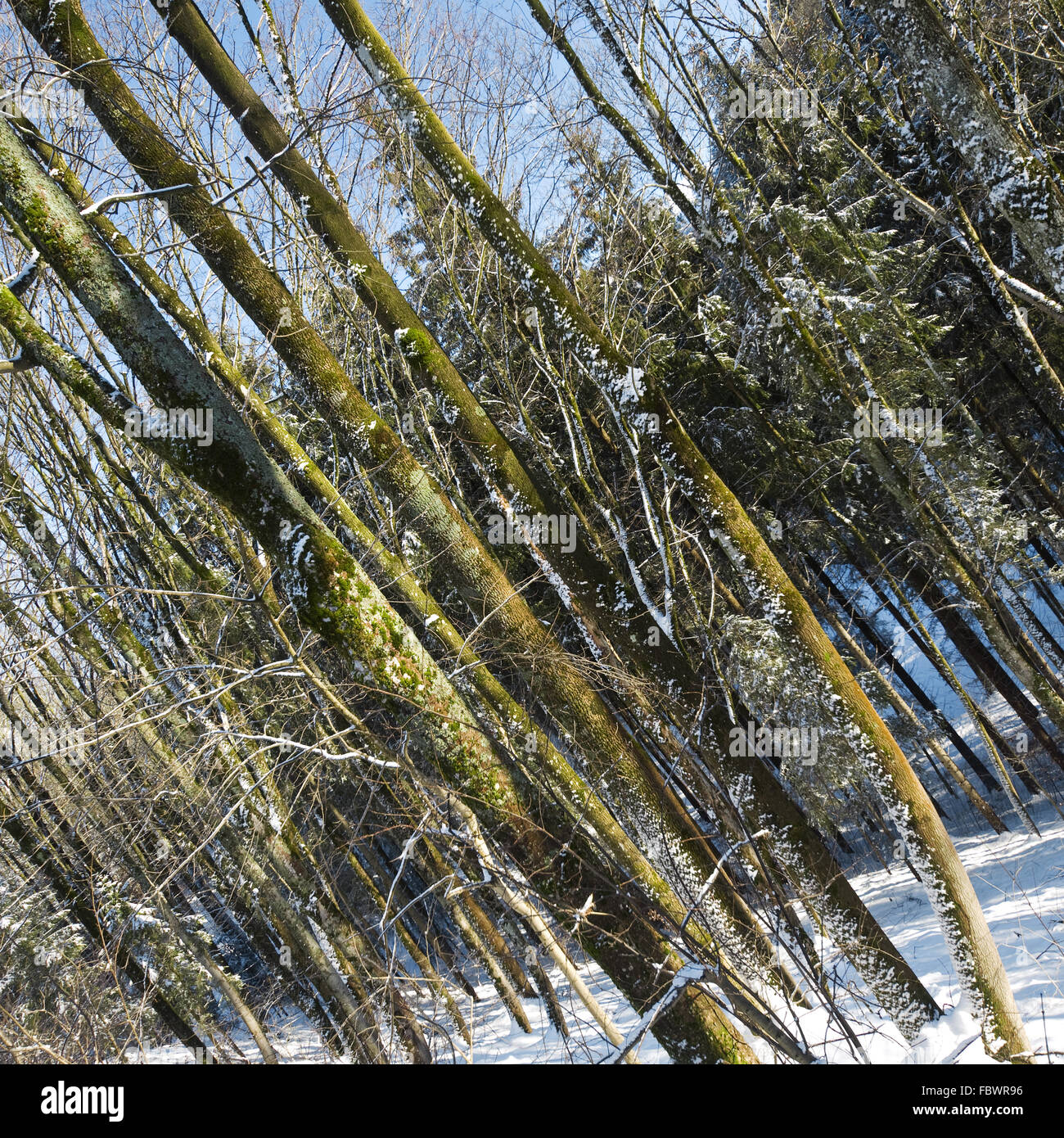 wood in winter allgaeu Stock Photo