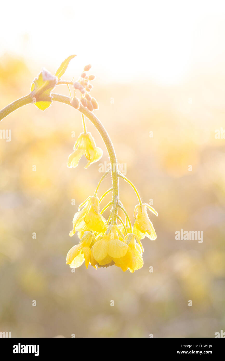 A brightly, back lit yellow rapeseed flower with the early morning sunchine. Stock Photo
