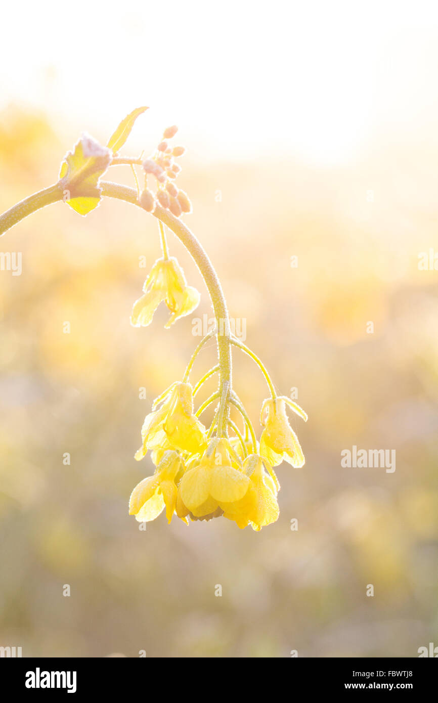 A brightly, back lit yellow rapeseed flower with the early morning sunchine. Stock Photo