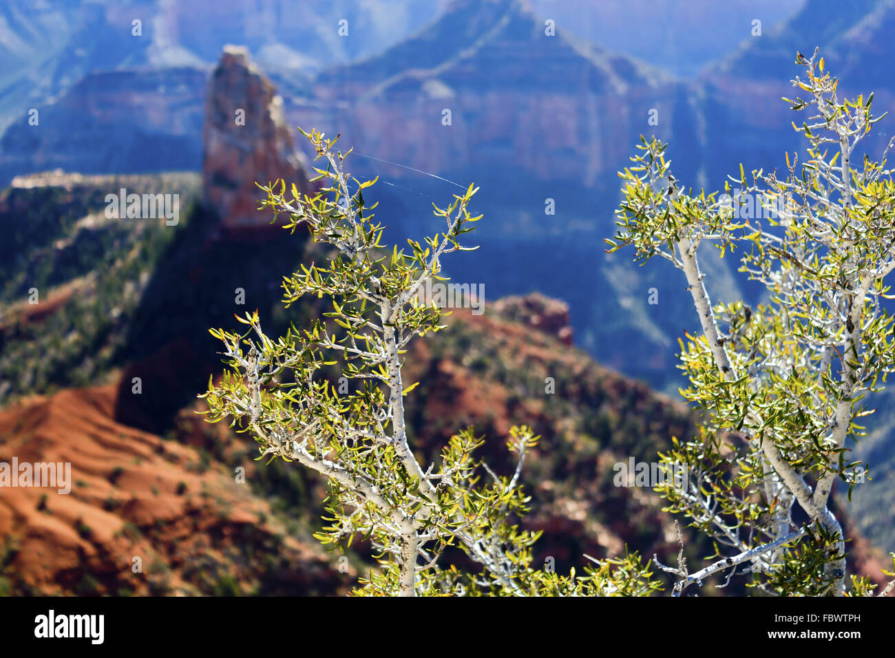North Rim Spring At the North Rim Stock Photo - Alamy
