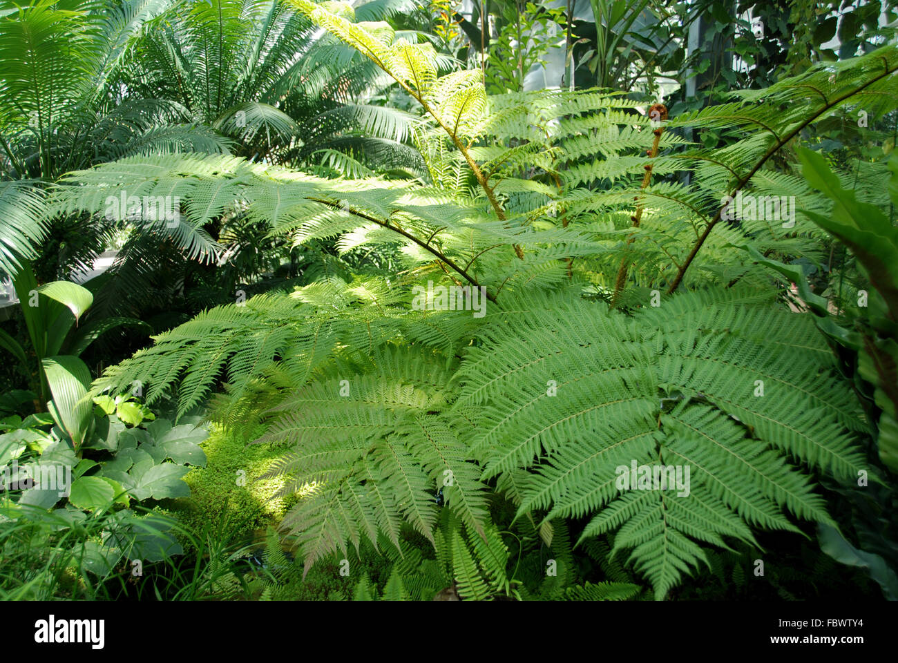 Rare fern hires stock photography and images Alamy
