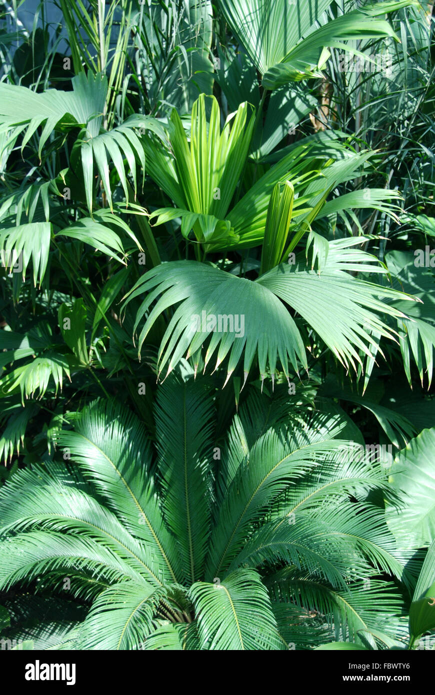 Exotic plants Stock Photo Alamy