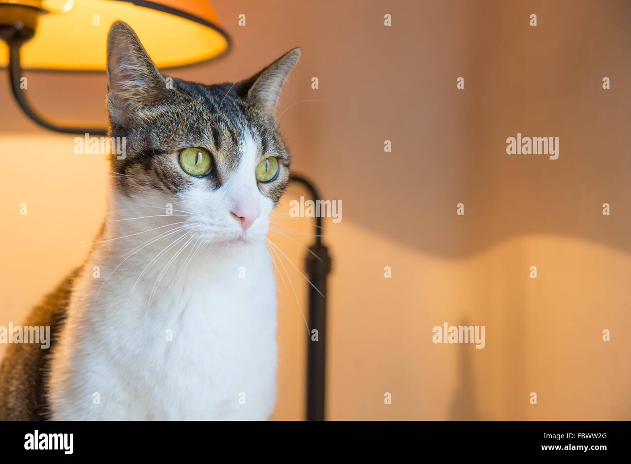 Tabby and white cat at home. Stock Photo
