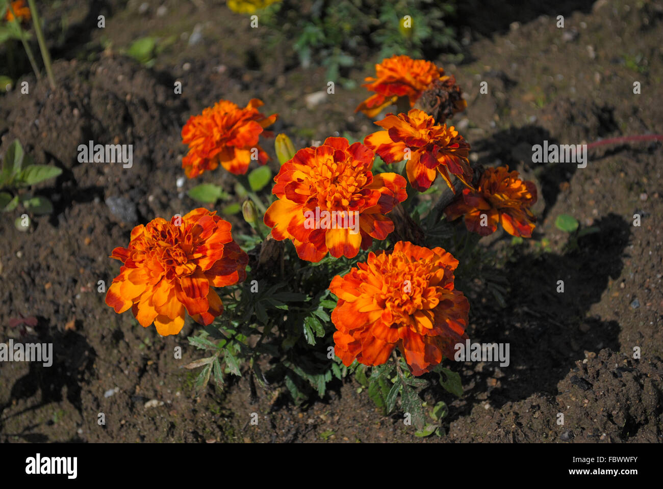 Bright orange flowers. Stock Photo