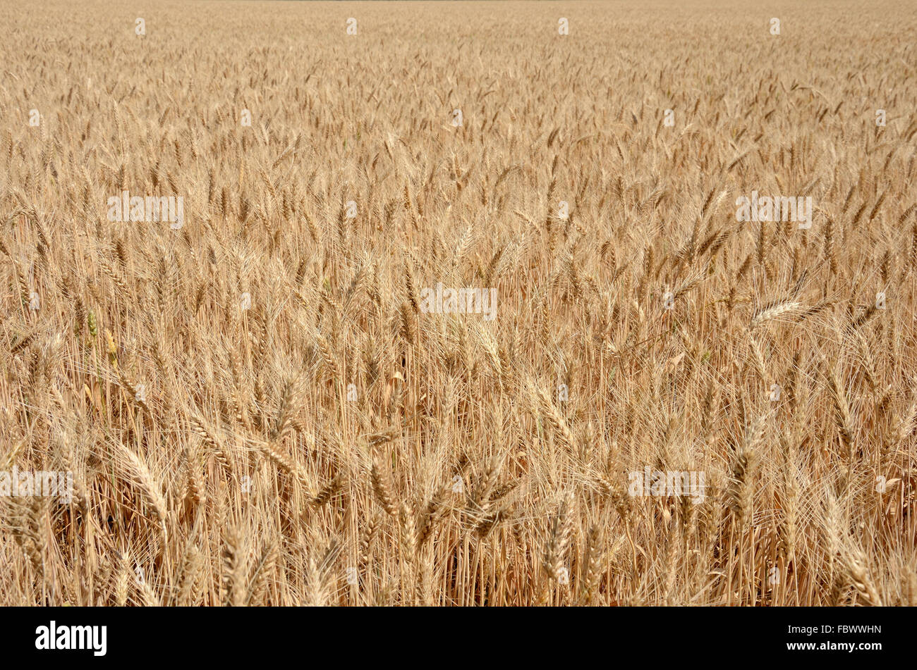 Reed Rye ripe rye field Stock Photo - Alamy