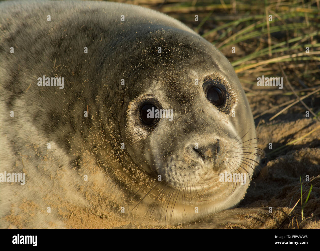 Grey seal pup on Horsey Beach, Norfolk, UK. Close-up portrait. Stock Photo