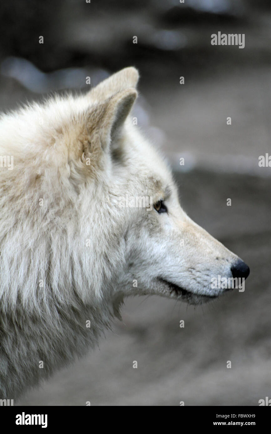 polar wolf 003 Stock Photo - Alamy