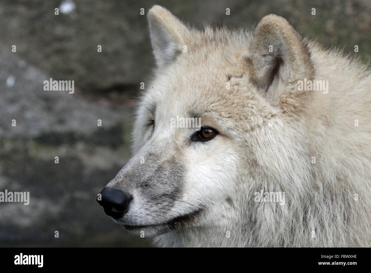 polar wolf 002 Stock Photo - Alamy