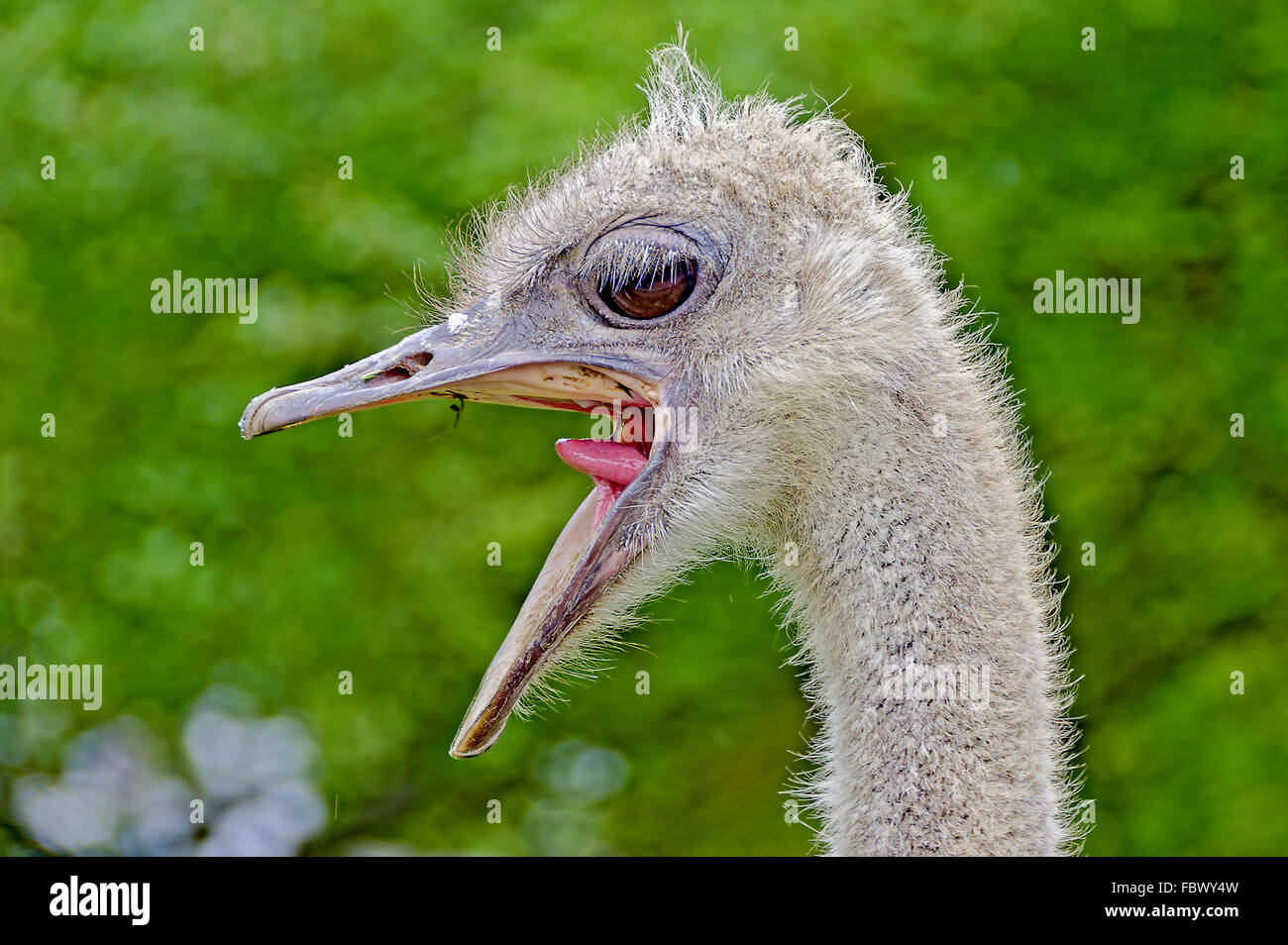 Head of an crying ostrich Stock Photo