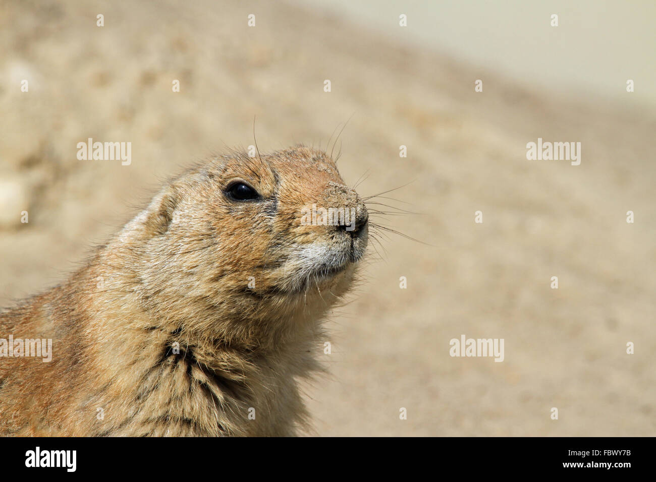 Prairie dog 001 Stock Photo Alamy