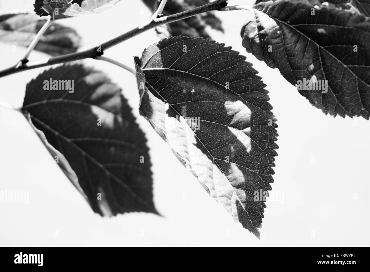 Black and White Closeup of a leaf Stock Photo - Alamy
