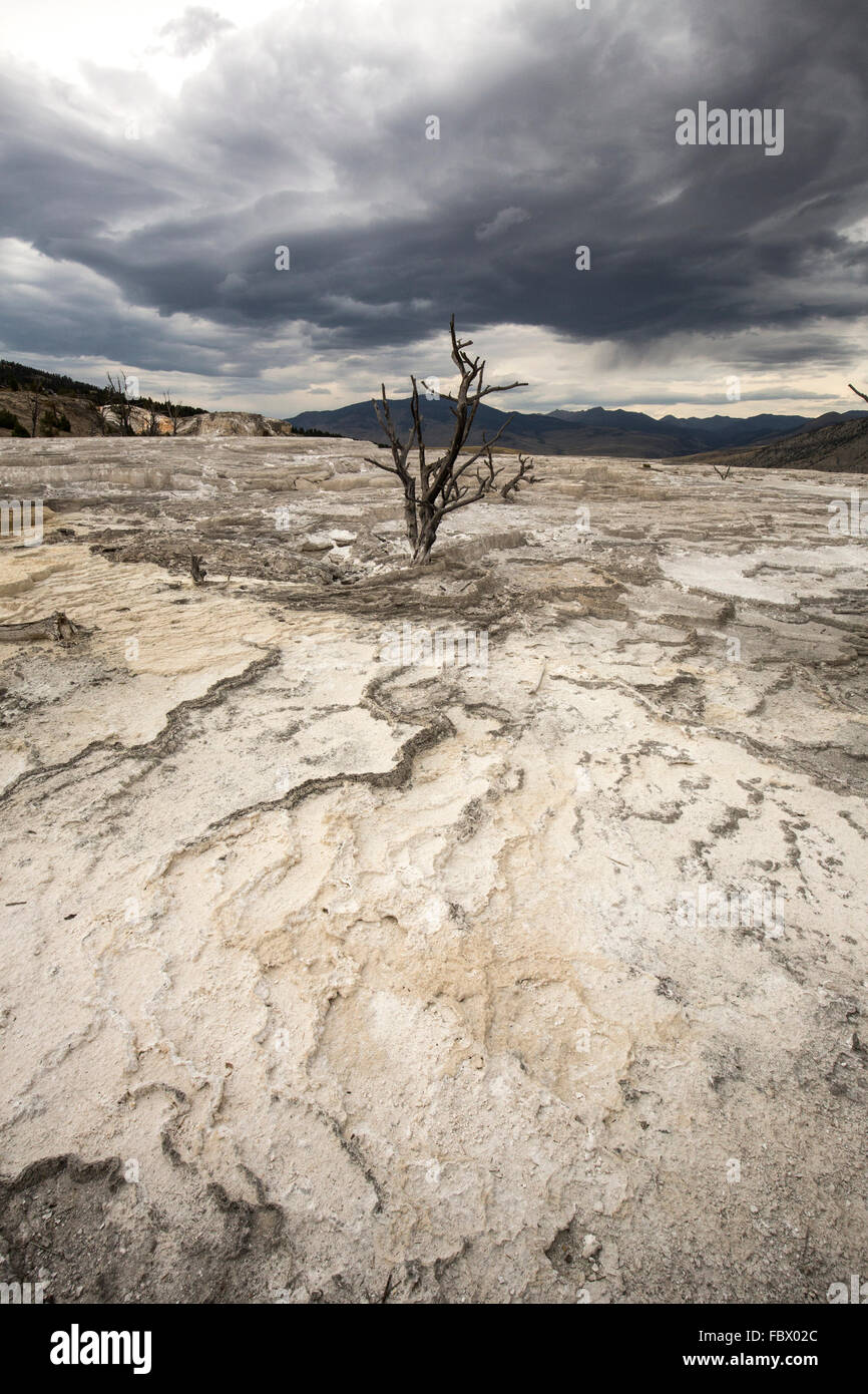 Lone dead tree on dry terraces of travertine rock, under dark clouds in