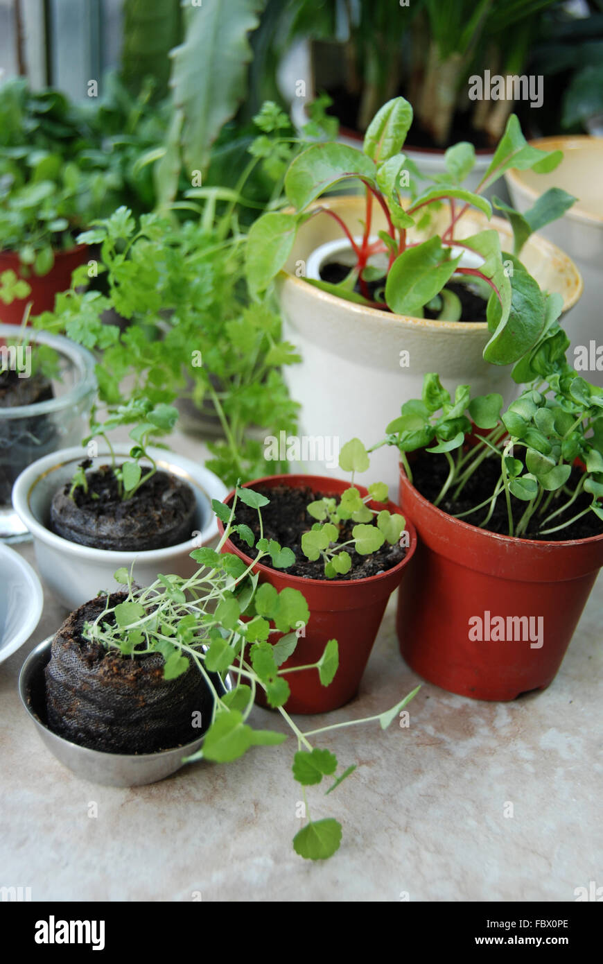 Transplant seedlings hi-res stock photography and images - Alamy