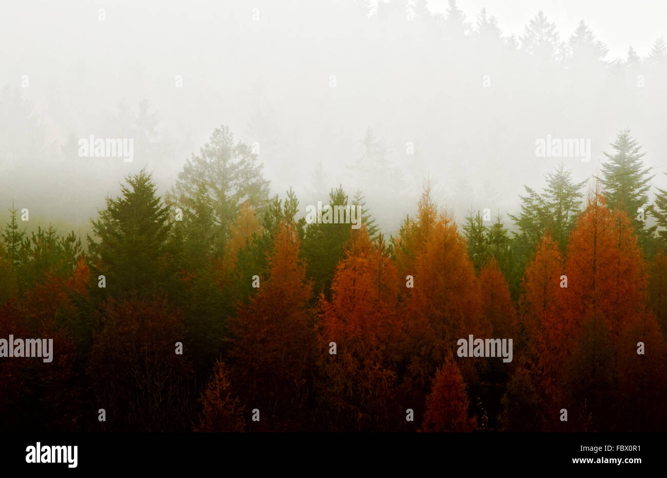 colourful autumn forest with fog Stock Photo