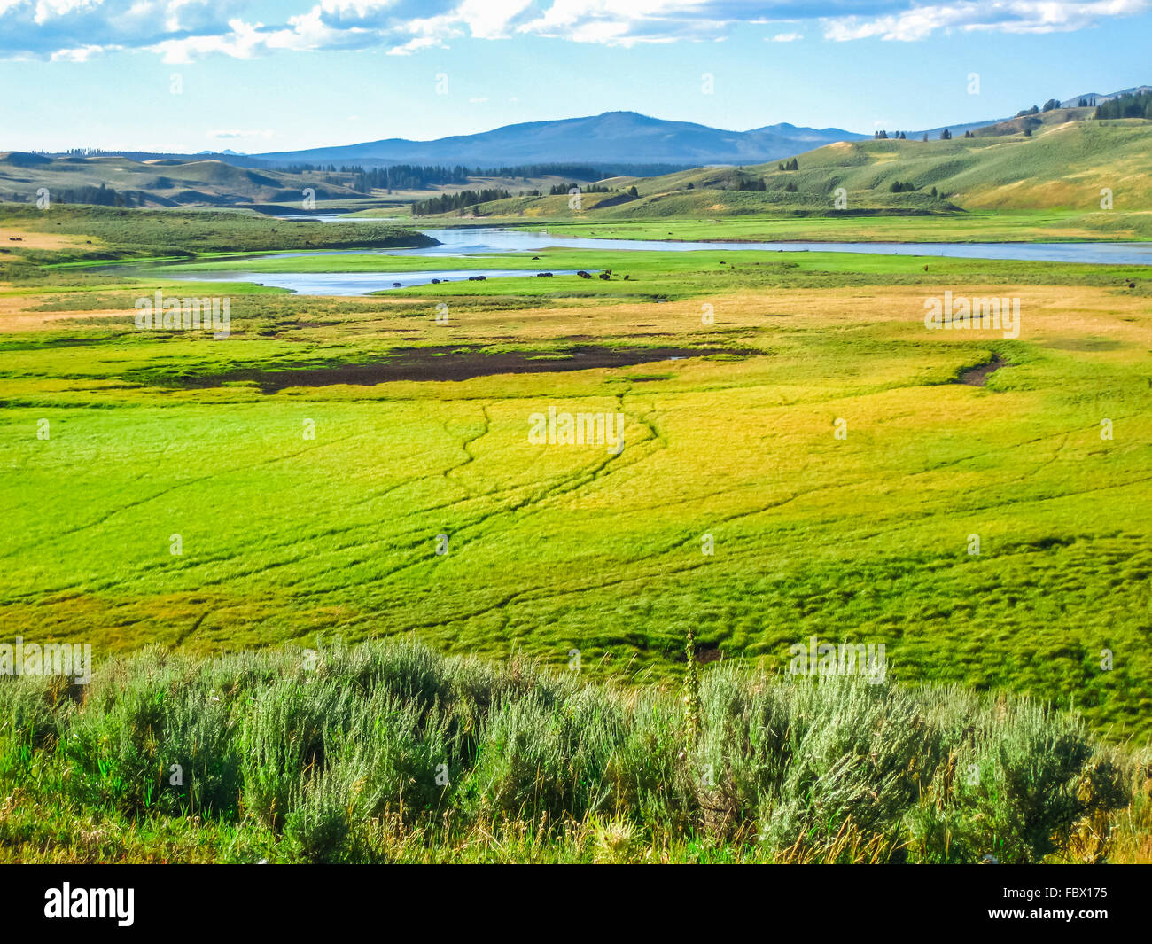 Hayden Valley Yellowstone Stock Photo