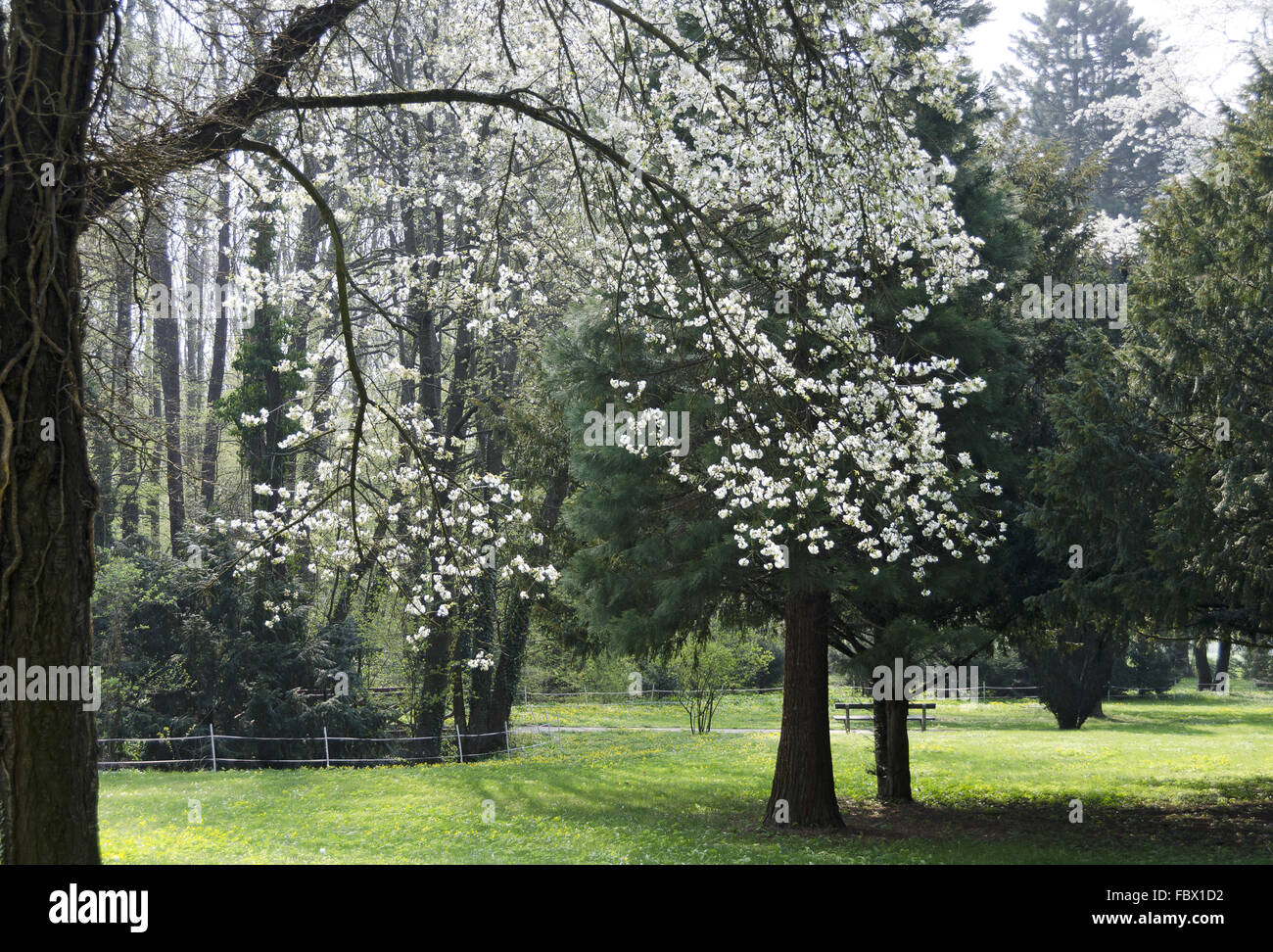 Park at spring with flourishing tree Stock Photo