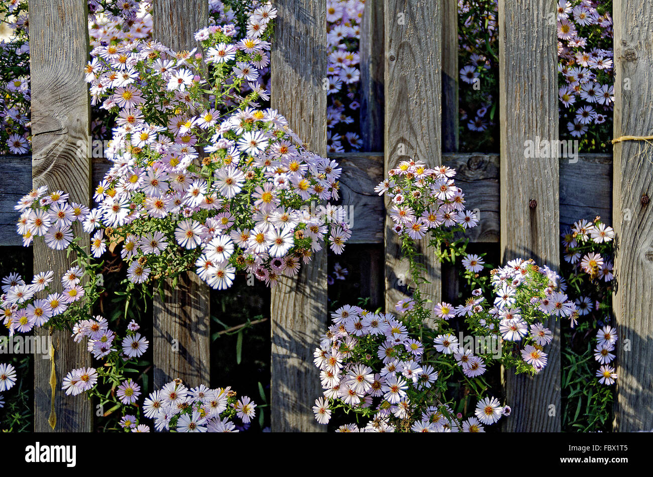 blossoms of asters growing through a fence Stock Photo