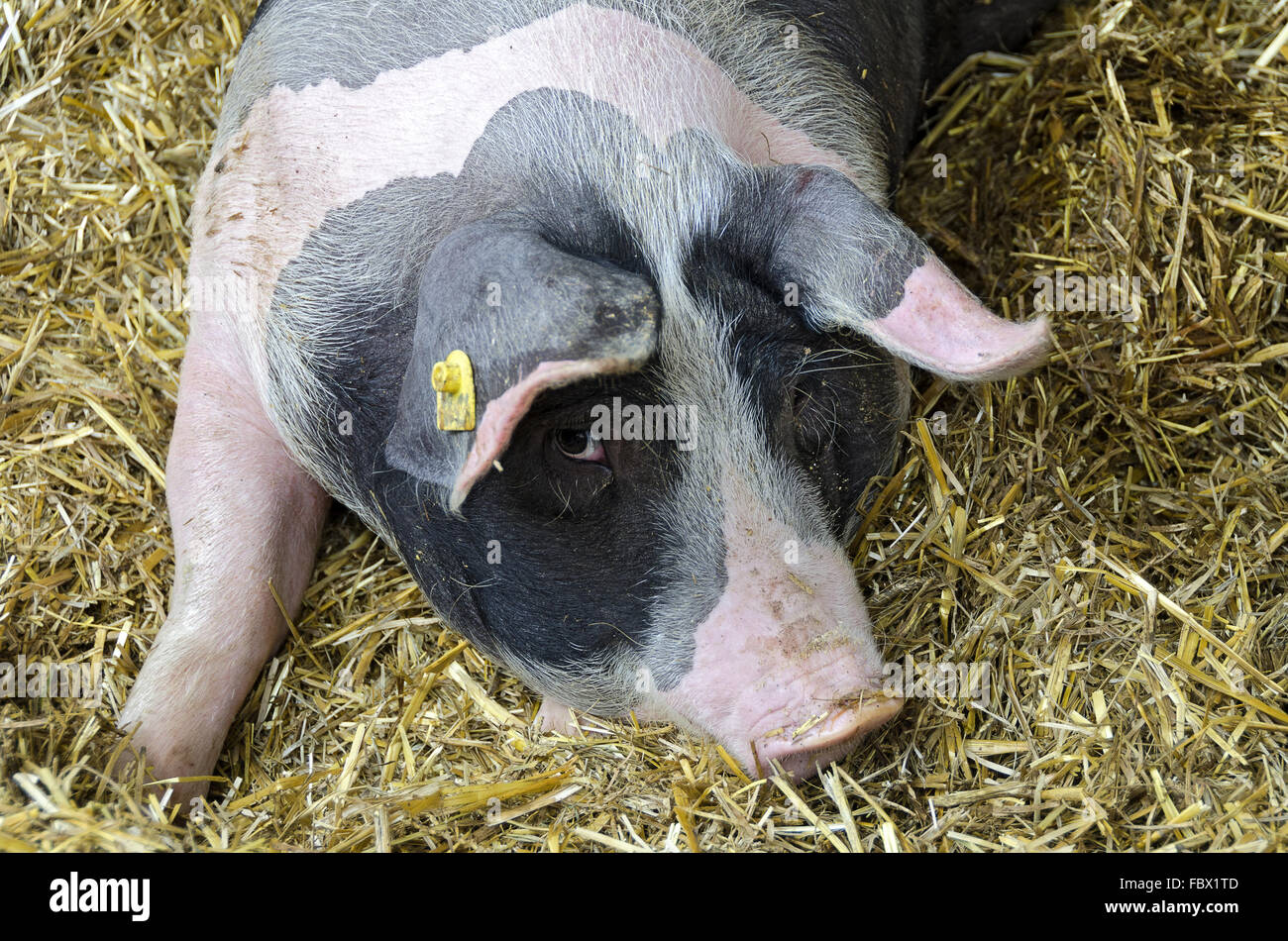 pig looks at the camera Stock Photo