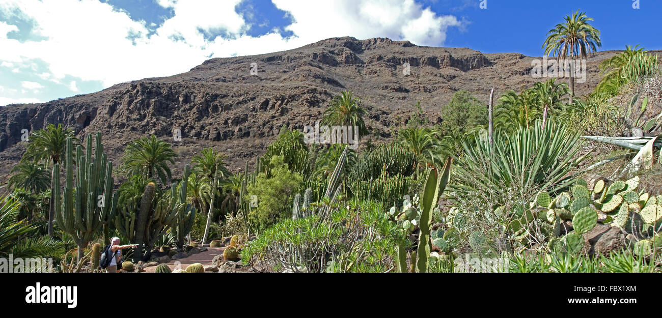 Valley of Los Palmitos at Grand Canary Stock Photo