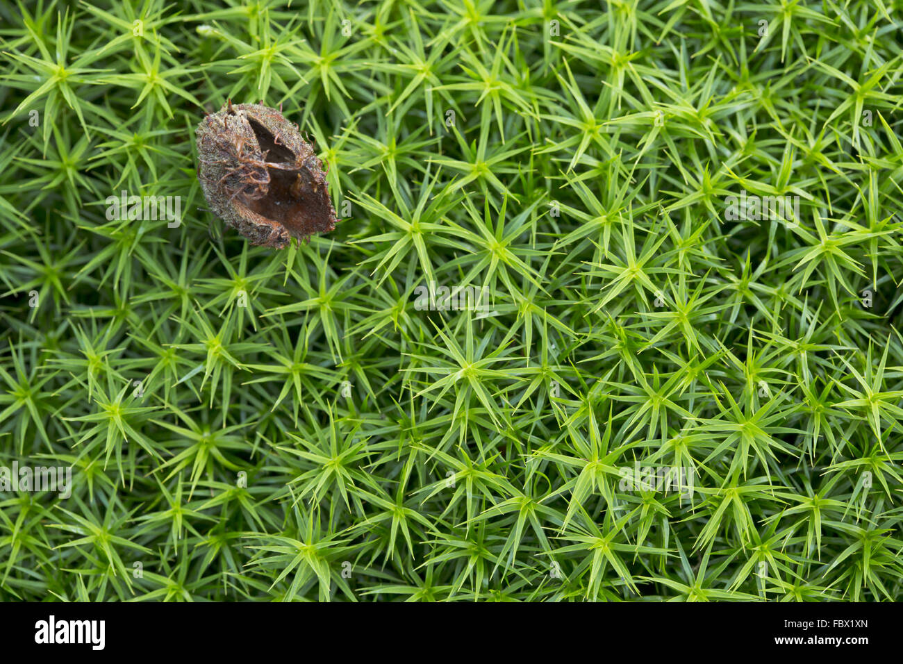 hair cap moss, Polytrichum commune Stock Photo Alamy