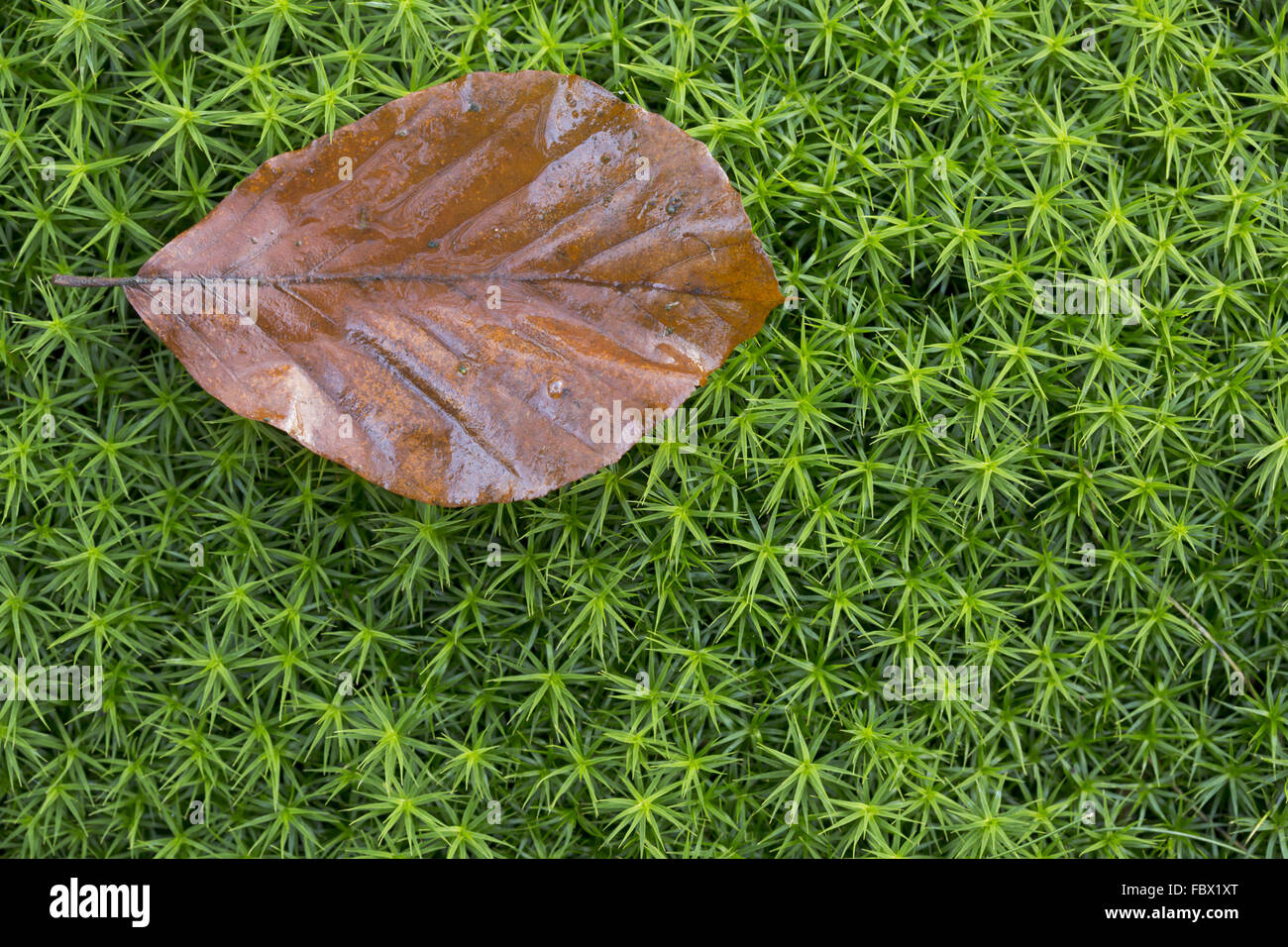 hair cap moss, Polytrichum commune Stock Photo Alamy