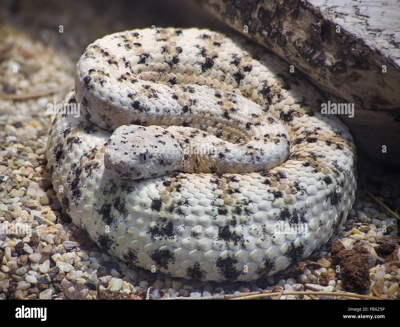 Leper Rattle White Speckled Rattlesnake