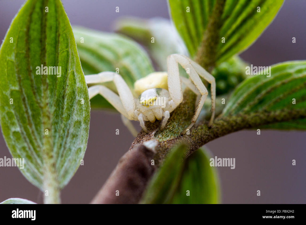 Macro photography of a crab spider Stock Photo - Alamy