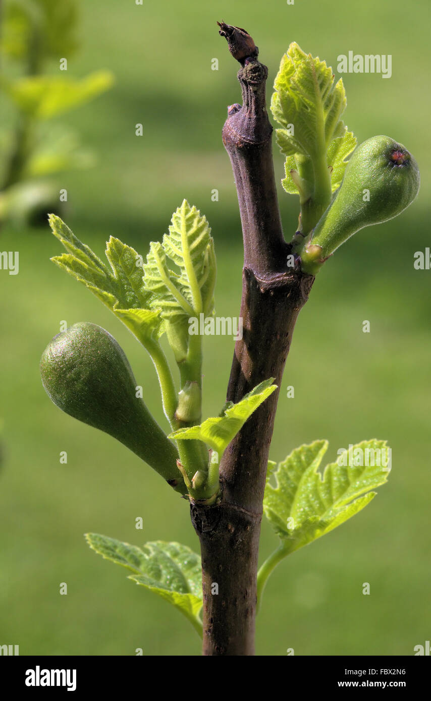 Fig wasp hires stock photography and images Alamy