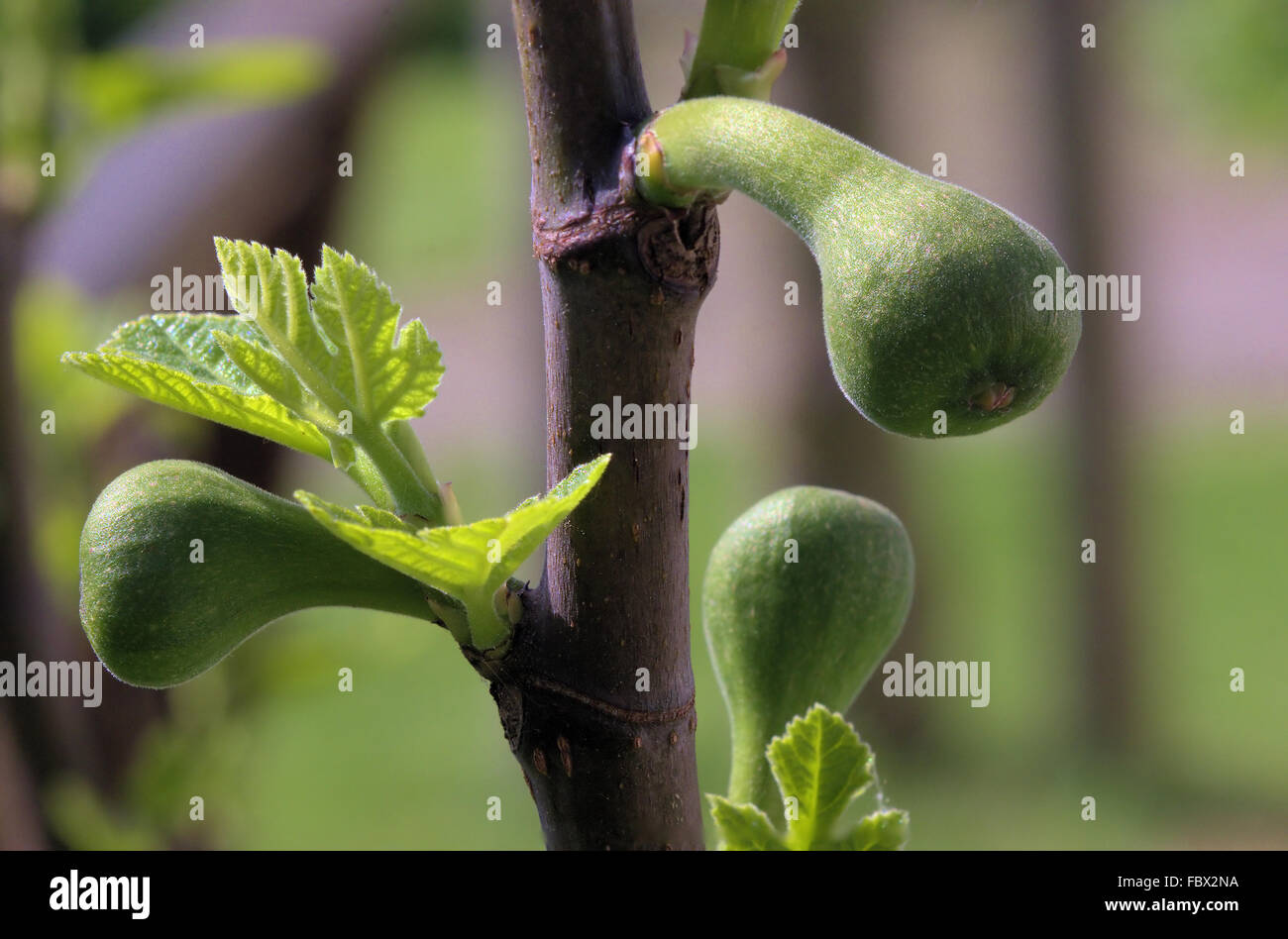 Fig wasp hires stock photography and images Alamy