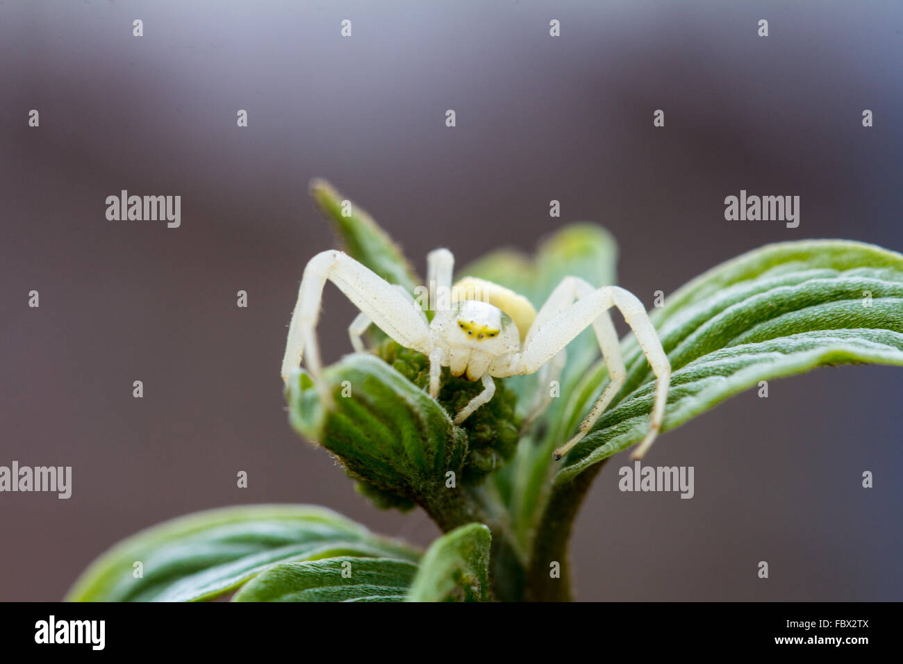 Crab spider on a plant Stock Photo Alamy