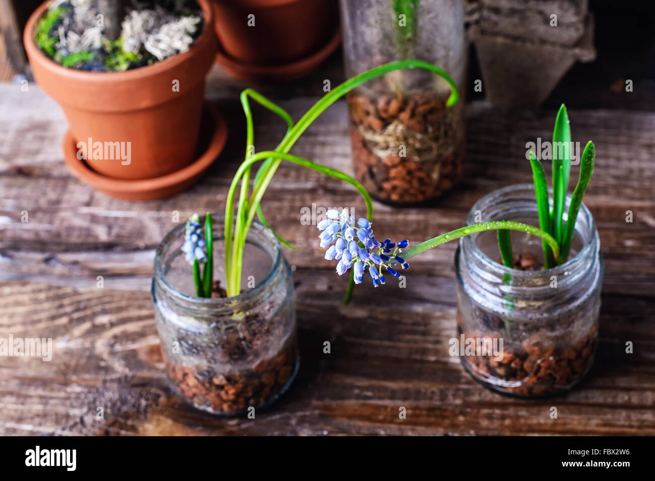 The sprouted sprouts of spring hyacinths in glass jars.Selective focus. Stock Photo