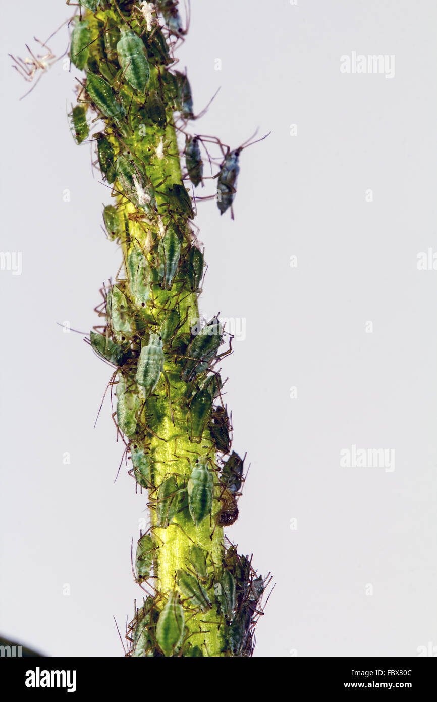 Aphids on a plant stem Stock Photo