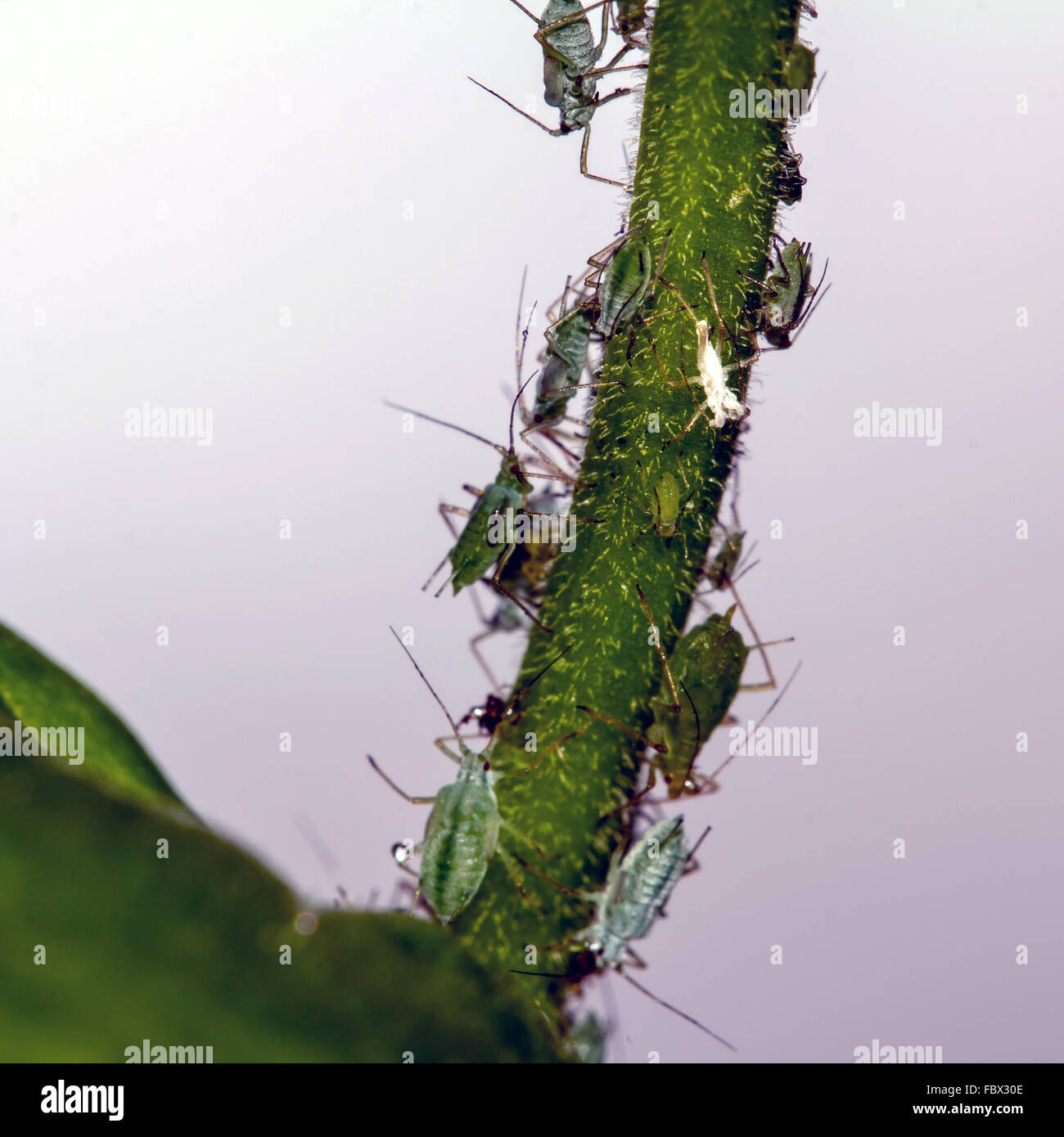 Aphids on a plant stem Stock Photo