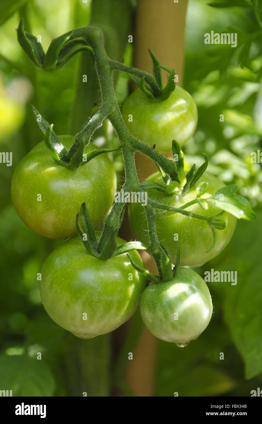 green tomatos on a shrub Stock Photo