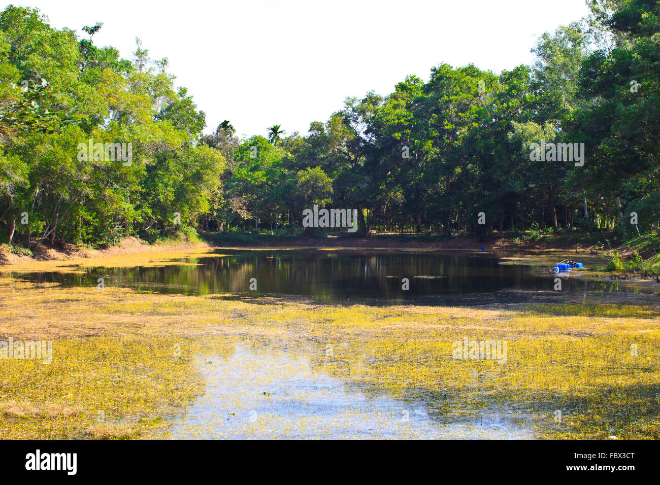 Swamp terrain grass hi-res stock photography and images - Alamy