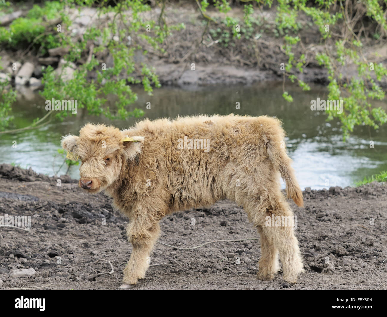 heck cattle Stock Photo