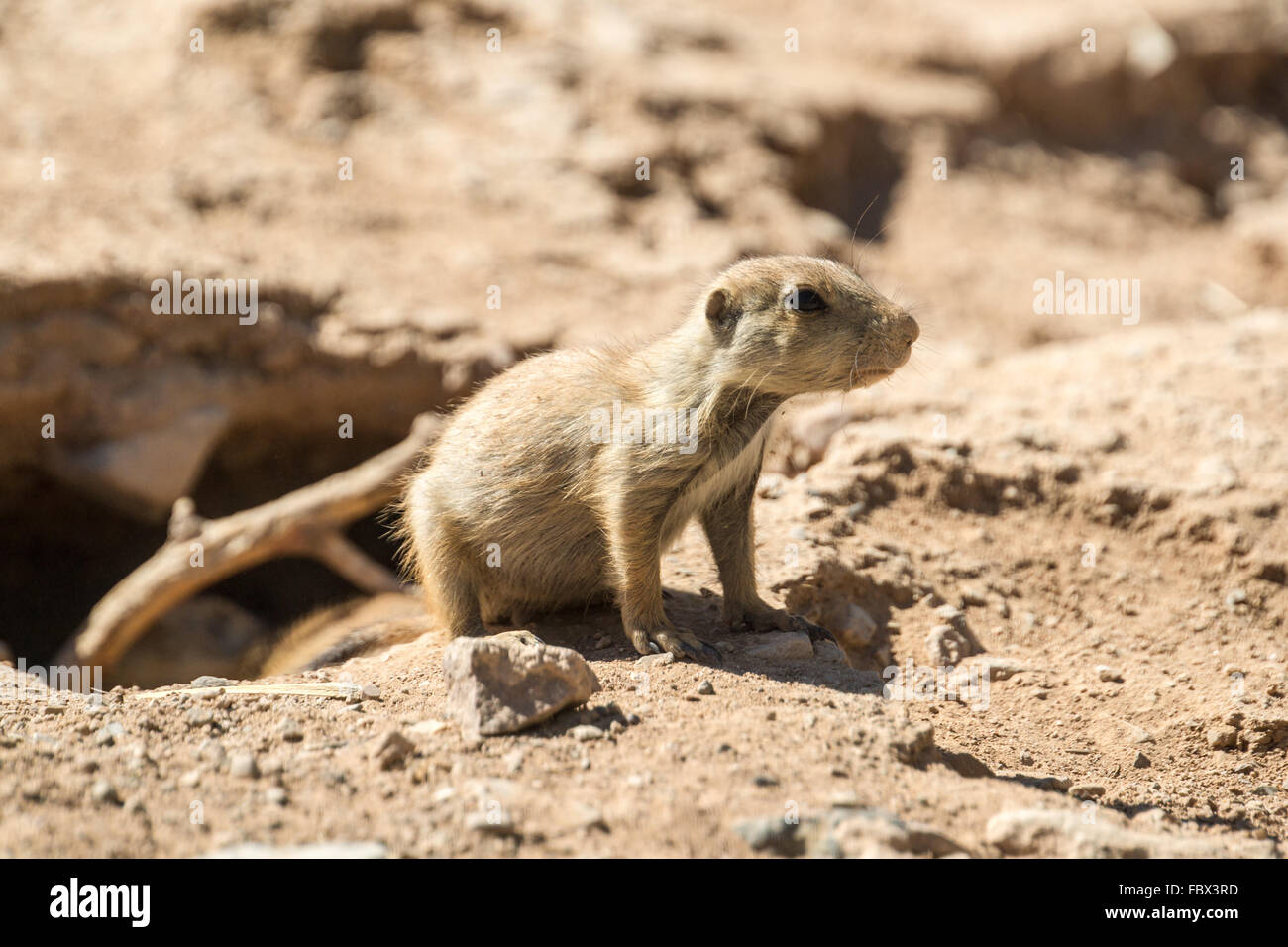 Prarie Dog Pup Stock Photo