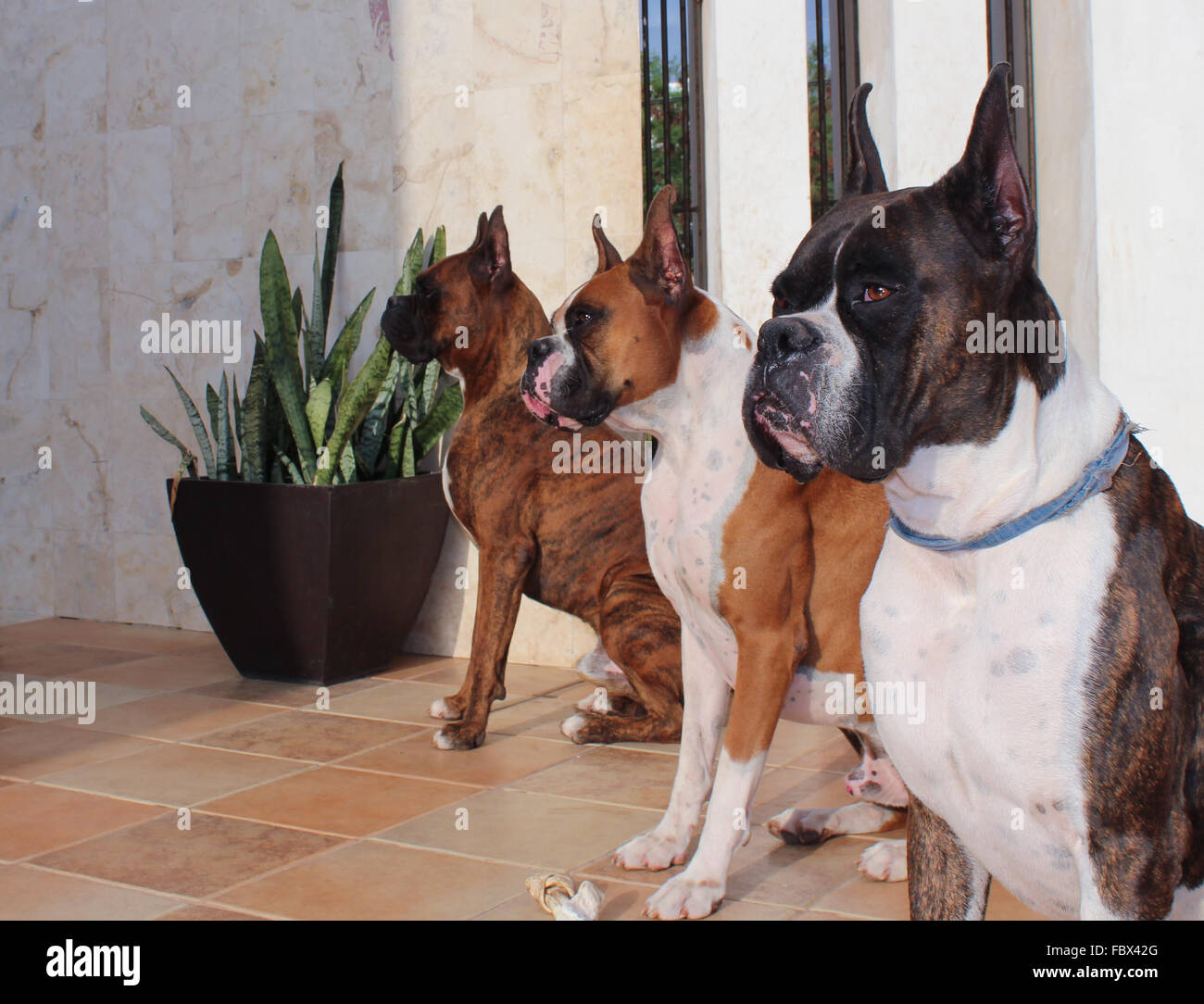 Boxer dog cropped ears hires stock photography and images Alamy