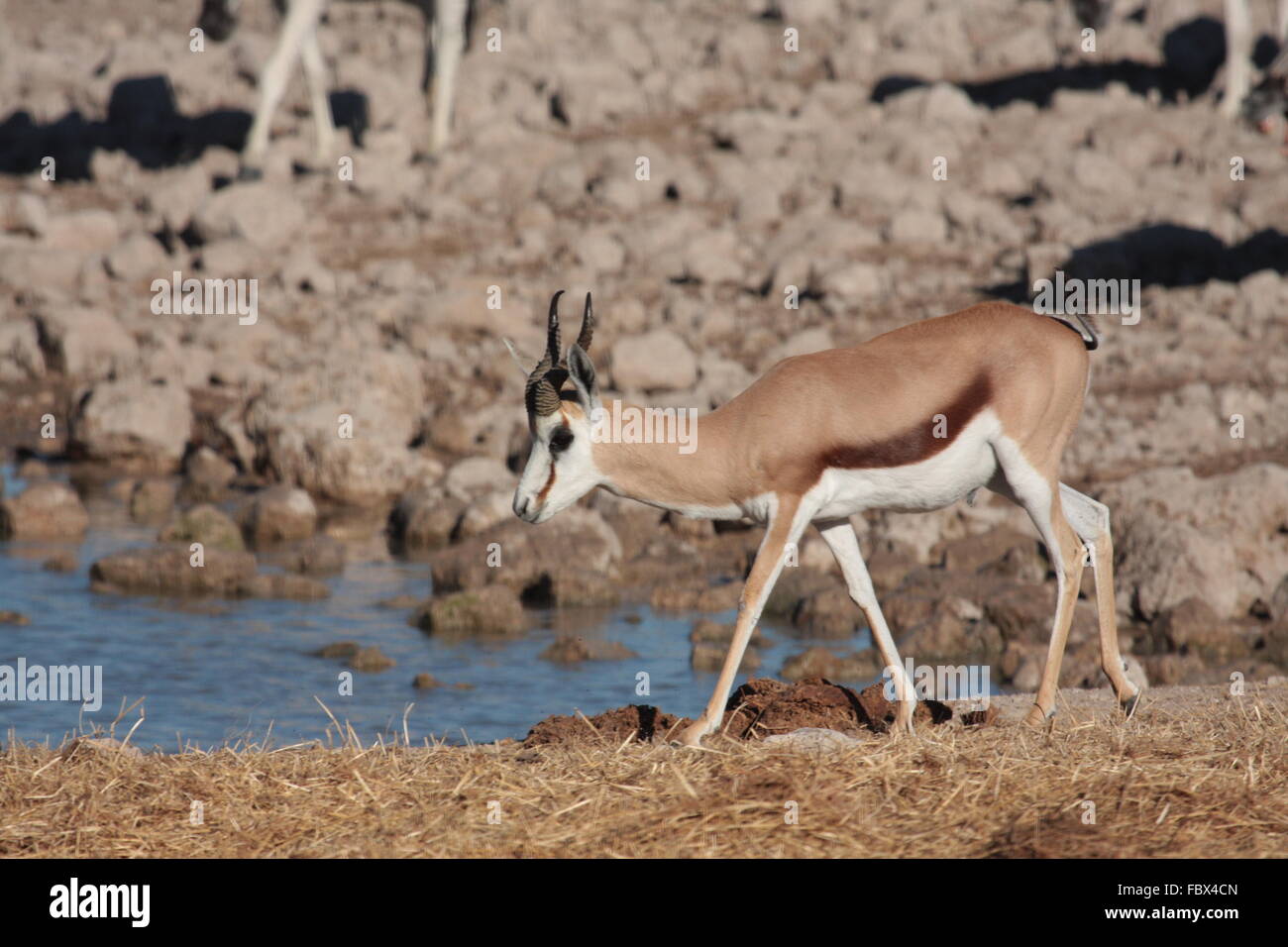 springbok at a waterhole Stock Photo - Alamy