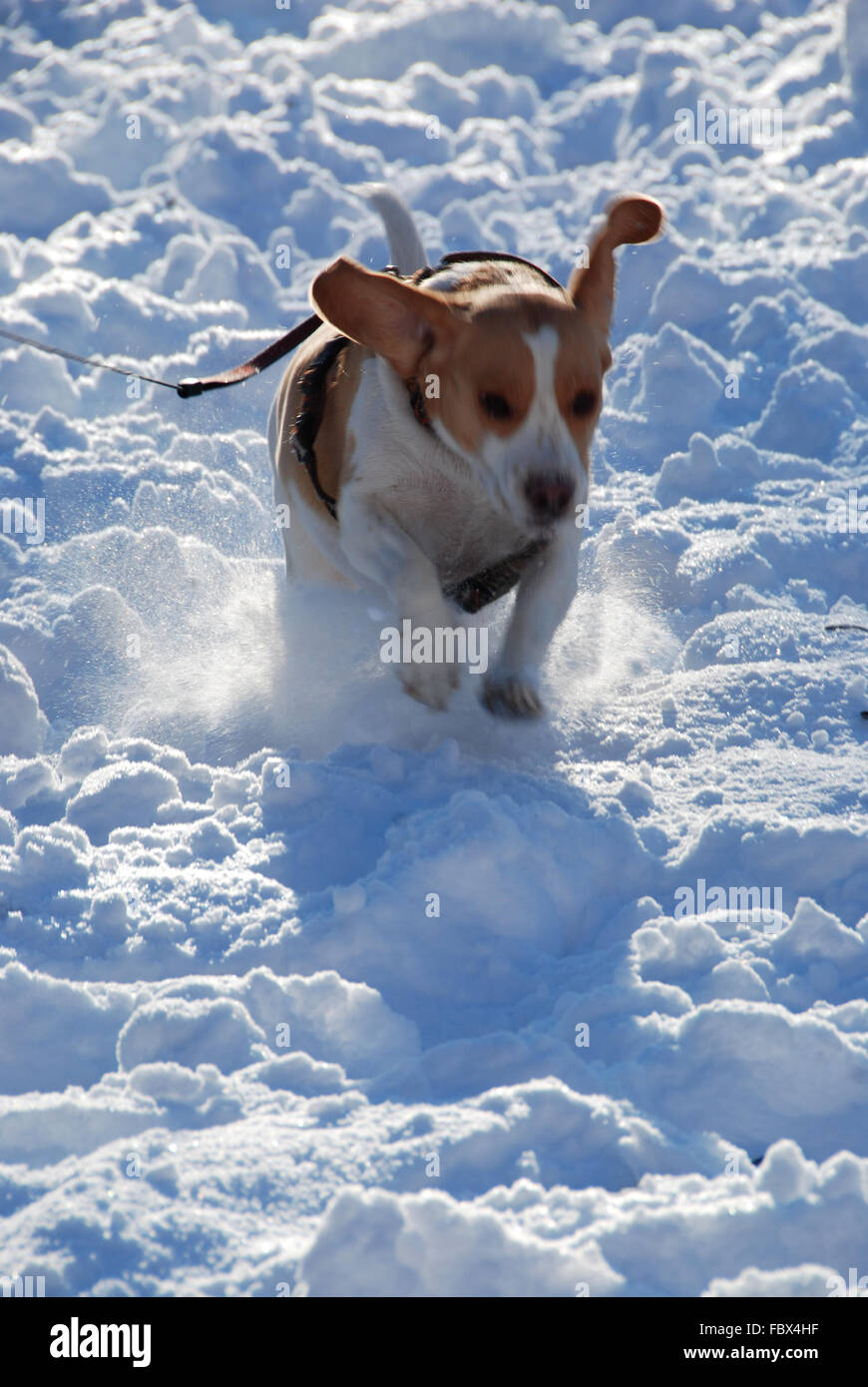 Dog in full speed enjoying the snow Stock Photo