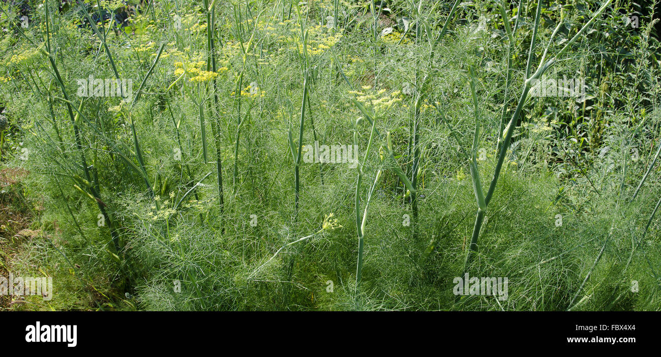unkempt farmers garden with fennel Stock Photo
