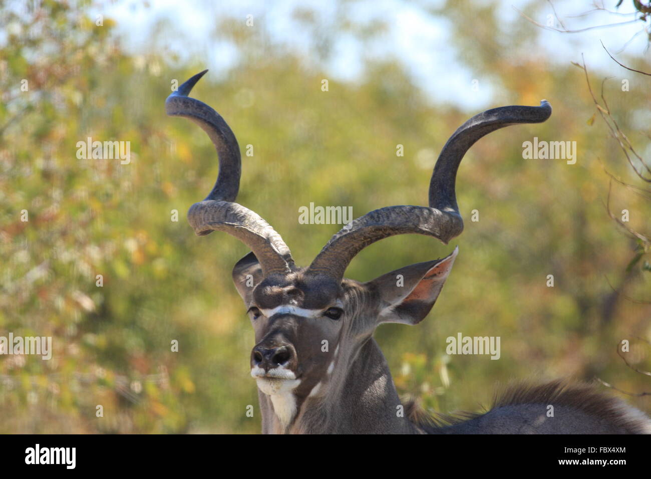 Kudu Antilope Stock Photo