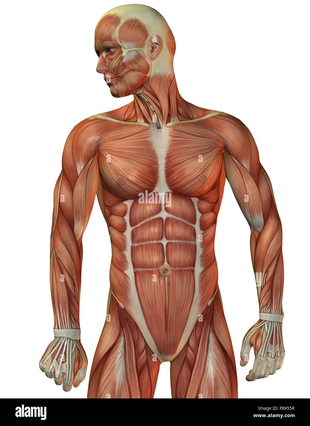 Man Muscle Structure Front View Stock Photo Alamy