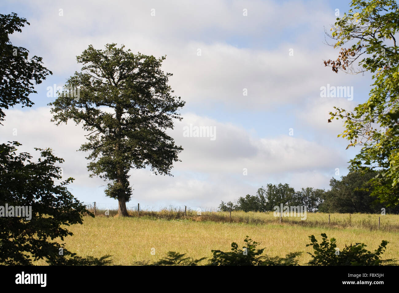 Quercus tree. Summer Oak tree in the French countryside. Stock Photo